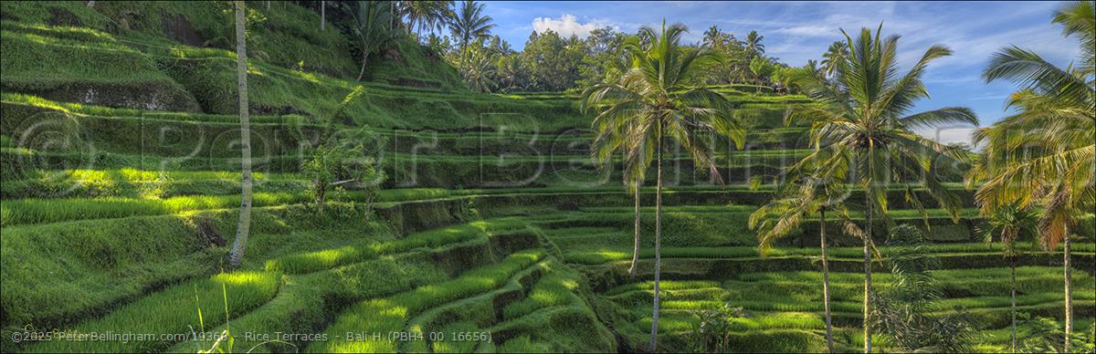Peter Bellingham Photography Rice Terraces - Bali H (PBH4 00 16656)